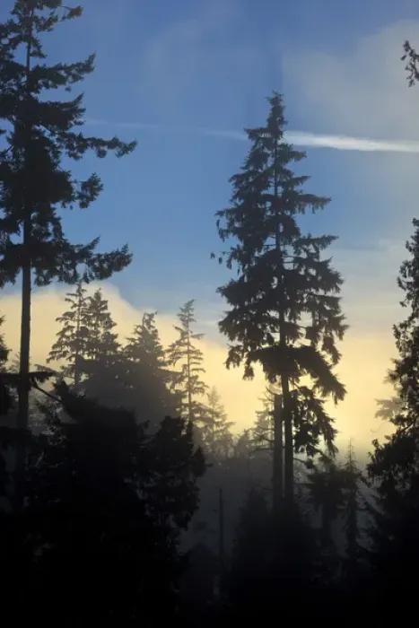 Framed Print : Canada, British Columbia, Vancouver, Stanley Park, woods with marine layer fog rolling in