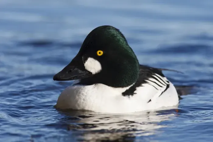 Framed Print : Canada, British Columbia, Vancouver, Stanley Park, Common Goldeneye drake (Bucephala Framed Print : Canada, British Columbia, Vancouver, Stanley Park, Common Goldeneye drake (Bucephala
