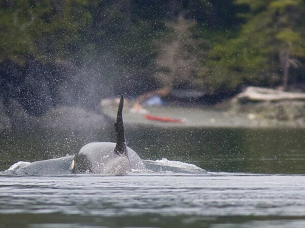 Canada, British Columbia, Vancouver Island, Johnstone Strait. Orca Whale approaches