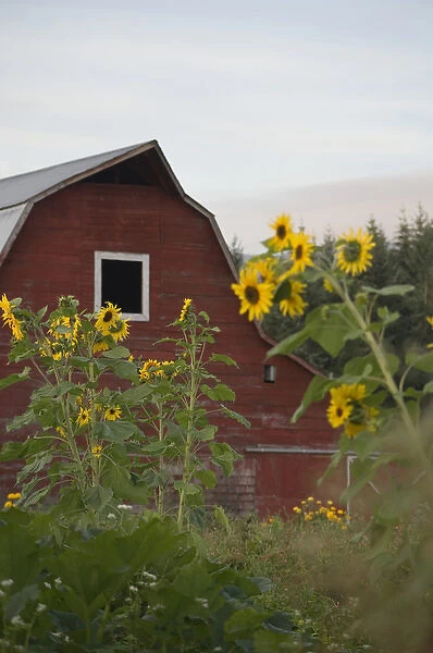 Canada, British Columbia, Vancouver Island, Cowichan Valley. Sunflowers in front of a red barn