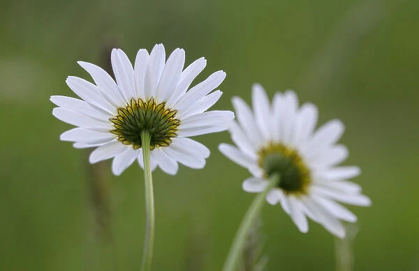 Canada, British Columbia, Vancouver Island, Cowichan Valley. Close up of daisies