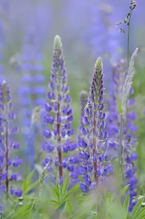 Framed Print : Canada, British Columbia, Vancouver Island, Cowichan Valley. Lupine (Lupinus) Framed Print : Canada, British Columbia, Vancouver Island, Cowichan Valley. Lupine (Lupinus)