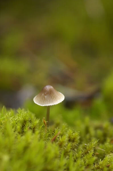 Canada, British Columbia, Vancouver Island. Mycena mushroom surrounded by moss