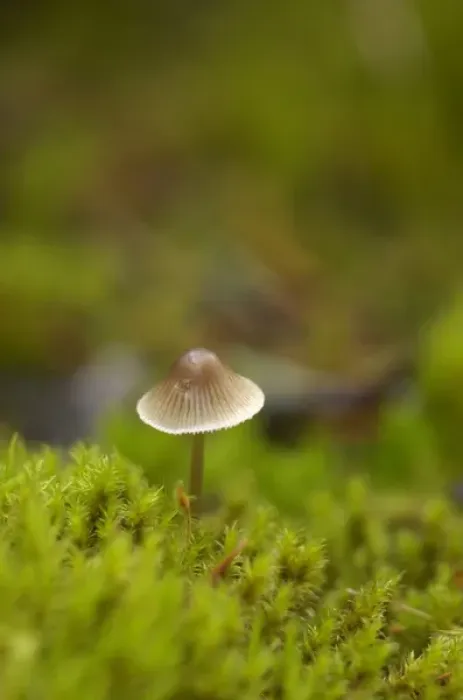 Framed Print : Canada, British Columbia, Vancouver Island. Mycena mushroom surrounded by moss Framed Print : Canada, British Columbia, Vancouver Island. Mycena mushroom surrounded by moss