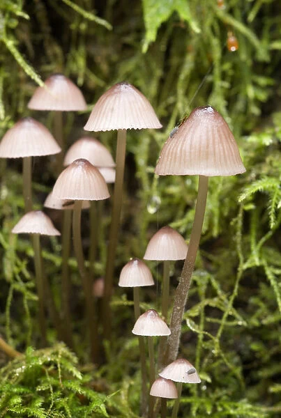 Canada, British Columbia, Vancouver Island. Mycena mushrooms