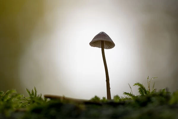 Canada, British Columbia, Vancouver Island. Backlit small Mycena mushroom
