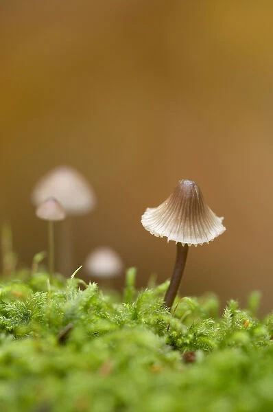 Canada, British Columbia, Vancouver Island. Close up of small Mycena mushroom