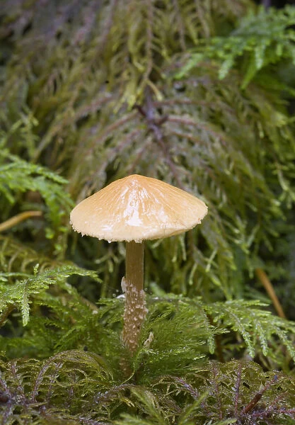 Canada, British Columbia, Vancouver Island. Mycena mushroom growing in moss