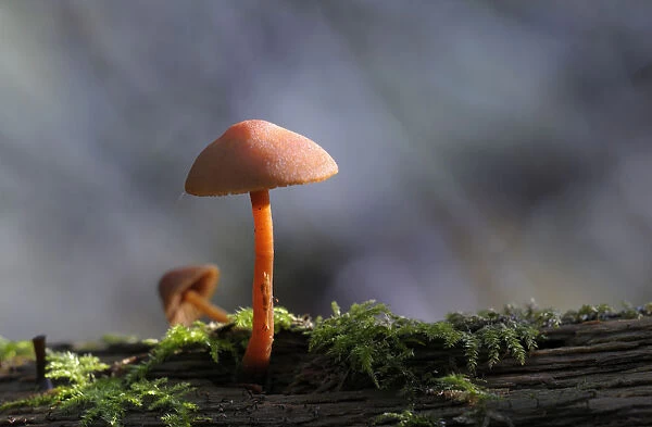 Canada, British Columbia, Vancouver Island. Orange Mycena mushroom with bark and moss