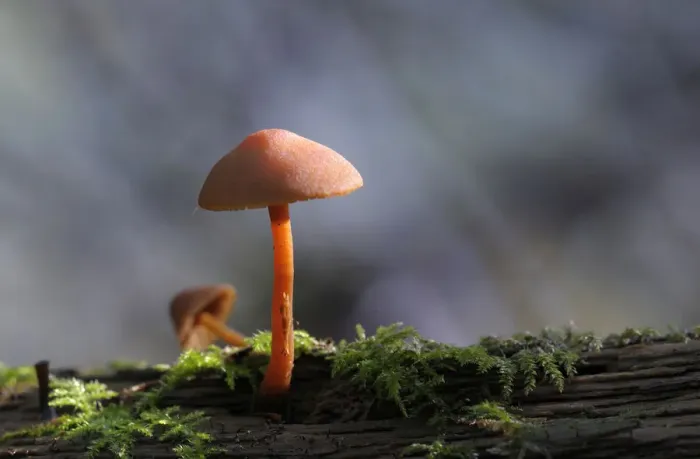 Framed Print : Canada, British Columbia, Vancouver Island. Orange Mycena mushroom with bark and moss Framed Print : Canada, British Columbia, Vancouver Island. Orange Mycena mushroom with bark and moss
