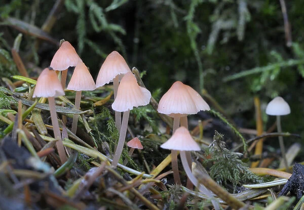 Canada, British Columbia, Vancouver Island. Small pink Mycena mushrooms