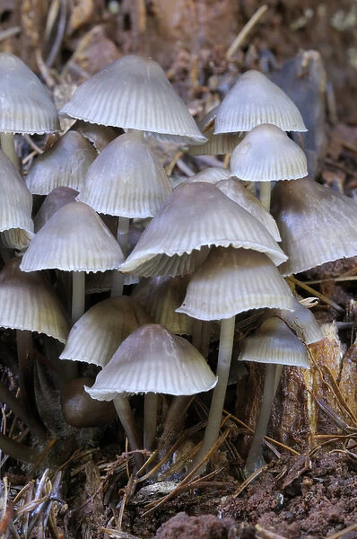 Canada, British Columbia, Vancouver Island. Mycena galericulata mushrooms