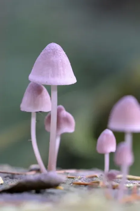 Framed Print : Canada, British Columbia, Vancouver Island. Pink Mycena mushrooms growing on a dead tree Framed Print : Canada, British Columbia, Vancouver Island. Pink Mycena mushrooms growing on a dead tree