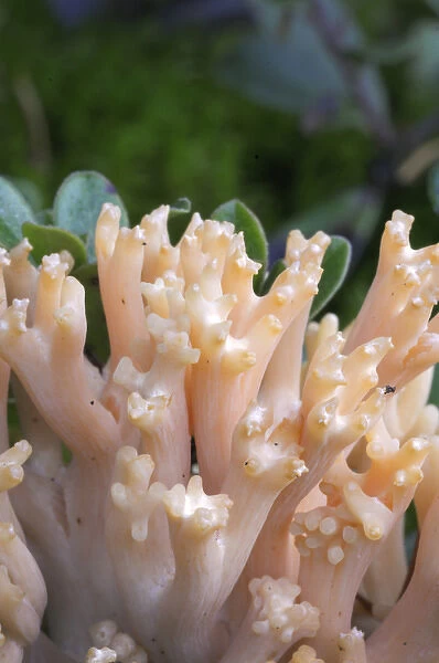Canada, British Columbia, Vancouver Island. Close up detail of Pink Coral Fungus