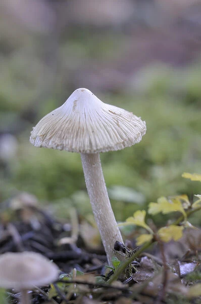Canada, British Columbia, Vancouver Island. Detail photo of a small white mushroom