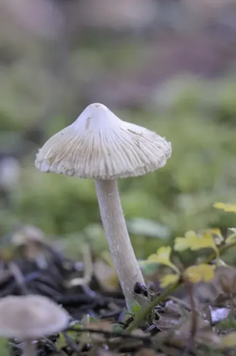 Framed Print : Canada, British Columbia, Vancouver Island. Detail photo of a small white mushroom Framed Print : Canada, British Columbia, Vancouver Island. Detail photo of a small white mushroom