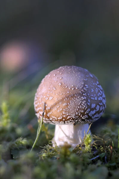 Canada, British Columbia, Vancouver Island. Amanita muscaria at a young stage with moss
