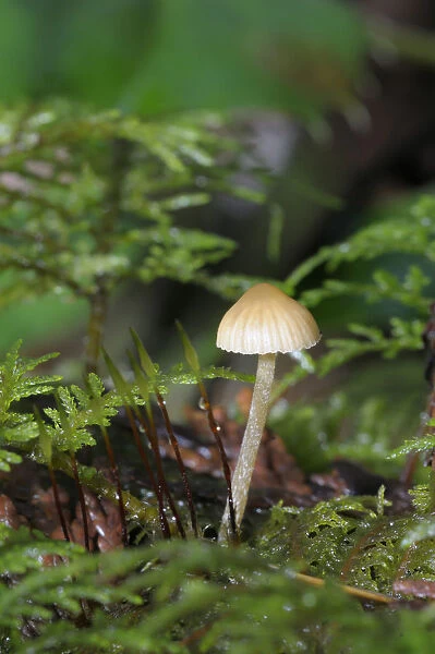 Canada, British Columbia, Vancouver Island. Mycena mushroom detail in moss