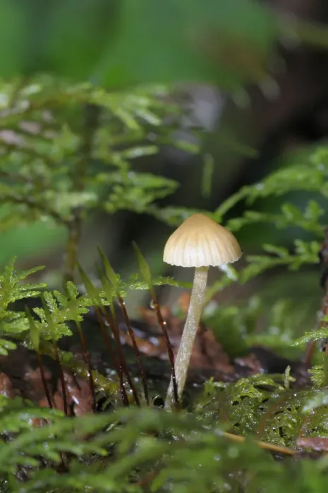 Framed Print : Canada, British Columbia, Vancouver Island. Mycena mushroom detail in moss Framed Print : Canada, British Columbia, Vancouver Island. Mycena mushroom detail in moss
