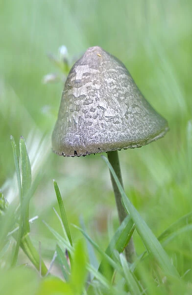 Canada, British Columbia, Vancouver Island. Small capped mushroom in grass