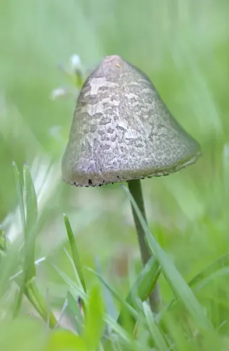Framed Print : Canada, British Columbia, Vancouver Island. Small capped mushroom in grass