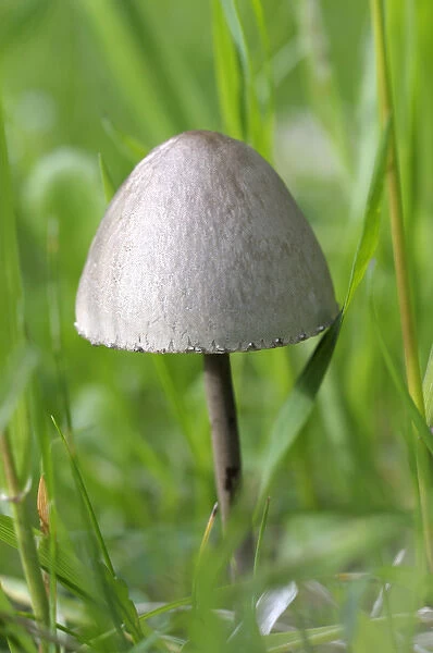 Canada, British Columbia, Vancouver Island. Rounded capped mushroom in grass