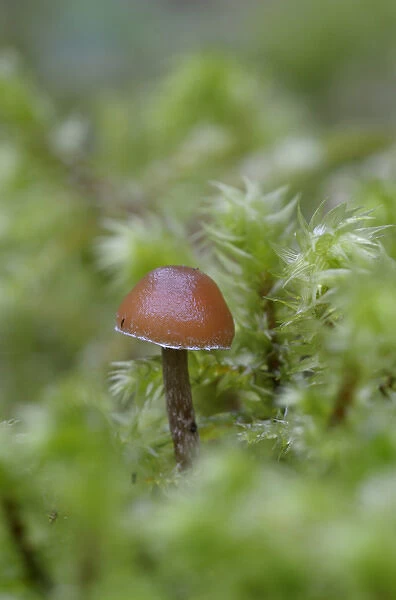 Canada, British Columbia, Vancouver Island. Small brown mushroom surrounded by moss