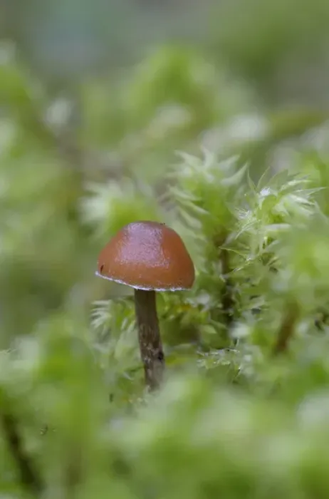 Framed Print : Canada, British Columbia, Vancouver Island. Small brown mushroom surrounded by moss Framed Print : Canada, British Columbia, Vancouver Island. Small brown mushroom surrounded by moss