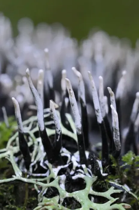 Framed Print : Canada, British Columbia, Vancouver Island. Carbon Antlers (Xylaria hypoxylon) close up Framed Print : Canada, British Columbia, Vancouver Island. Carbon Antlers (Xylaria hypoxylon) close up
