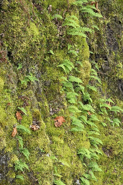 Canada, British Columbia, Vancouver Island. Small ferns and moss on a large tree trunk