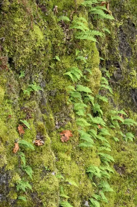 Framed Print : Canada, British Columbia, Vancouver Island. Small ferns and moss on a large tree trunk Framed Print : Canada, British Columbia, Vancouver Island. Small ferns and moss on a large tree trunk