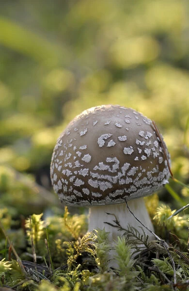 Canada, British Columbia, Vancouver Island. Amanita muscaria mushroom at a young stage
