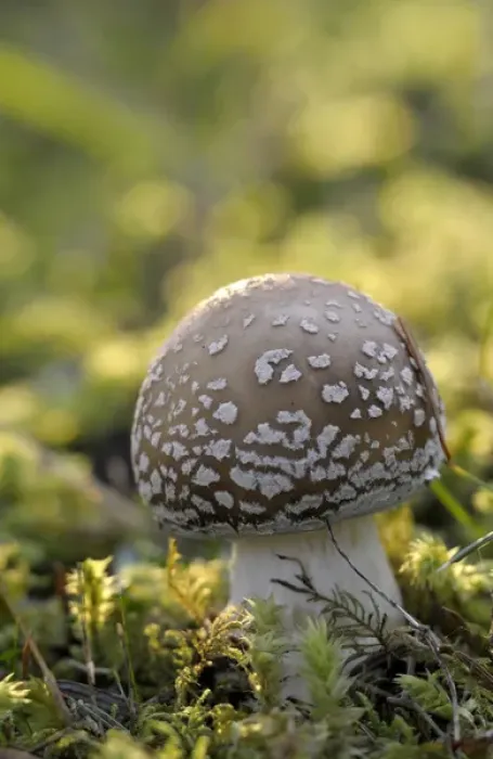 Framed Print : Canada, British Columbia, Vancouver Island. Amanita muscaria mushroom at a young stage