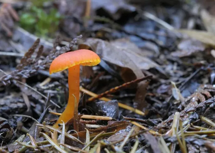 Framed Print : Canada, British Columbia, Vancouver Island. Small orange mushroom coming up through dead leaves