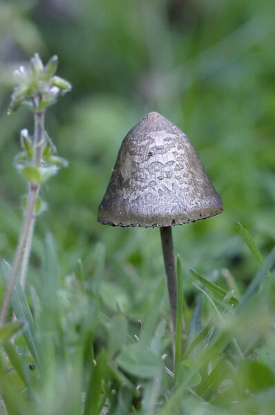 Canada, British Columbia, Vancouver Island. Small mycena mushroom in grass