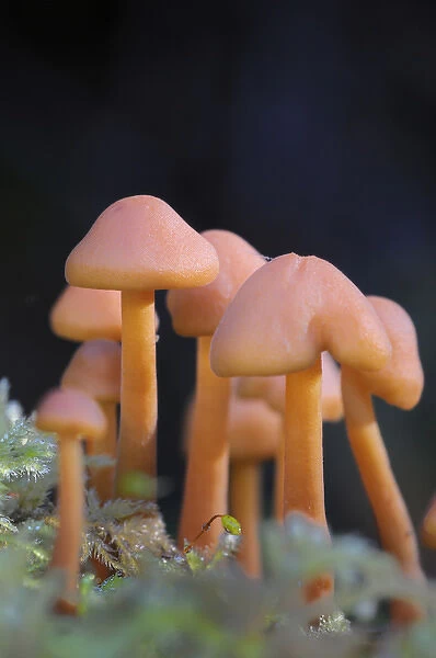 Canada, British Columbia, Vancouver Island. Small orange mushrooms close up photo