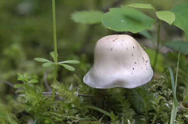 Canada, British Columbia, Vancouver Island. White capped mushroom in moss