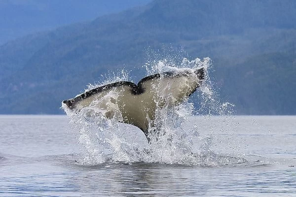 Canada, British Columbia, Vancouver Island, Johnstone Strait. Orca Whale (killer