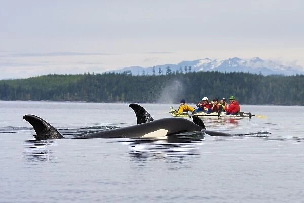 Canada, British Columbia, Vancouver Island, Johnstone Strait. Orca Whales (killer