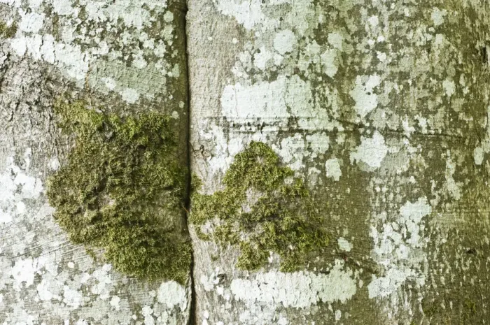 Framed Print : Canada, British Columbia, Victoria, Hatley Park, European Beech Trunk Detail (Fagus