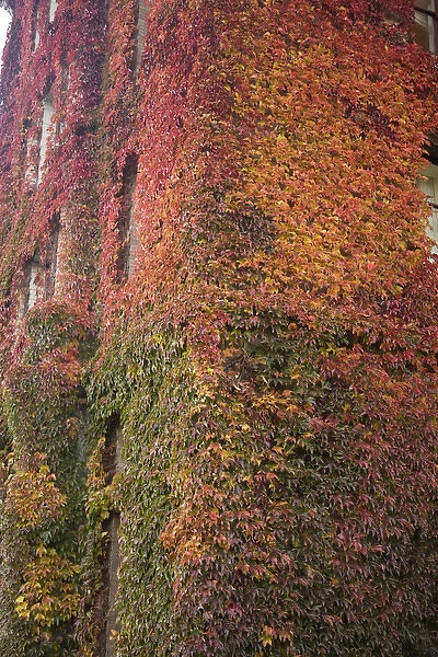 CANADA, British Columbia, Victoria. Autumn-colored Ivy decorating the front of The