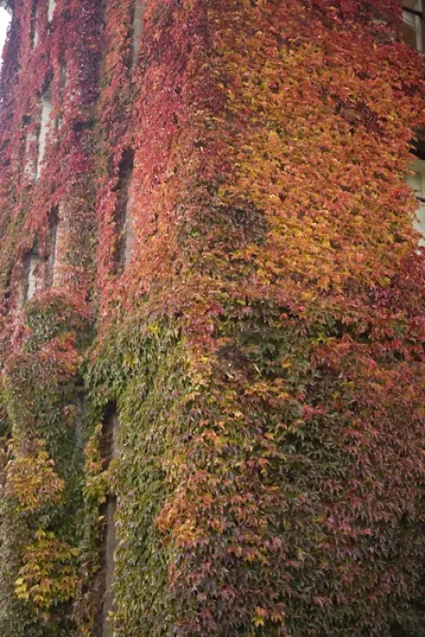 Framed Print : CANADA, British Columbia, Victoria. Autumn-colored Ivy decorating the front of Framed Print : CANADA, British Columbia, Victoria. Autumn-colored Ivy decorating the front of