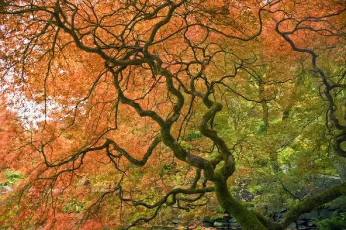 Framed Print : CANADA, British Columbia, Victoria. Autumn colors at Butchart Gardens Japanese Garden Framed Print : CANADA, British Columbia, Victoria. Autumn colors at Butchart Gardens Japanese Garden