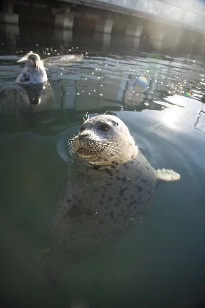CANADA, British Columbia, Victoria. Harbor Seals (Phoca vitulina) at Oak Bay Marina