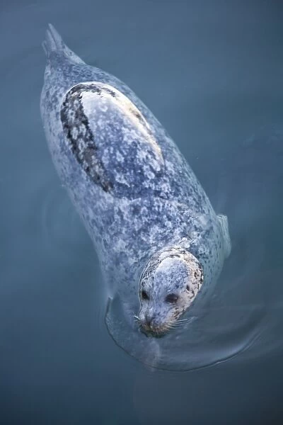 CANADA, British Columbia, Victoria. Harbor Seals (Phoca vitulina) at Oak Bay Marina