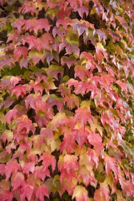 Framed Print : CANADA, British Columbia, Victoria. Autumn-colored Ivy decorating the front of Framed Print : CANADA, British Columbia, Victoria. Autumn-colored Ivy decorating the front of