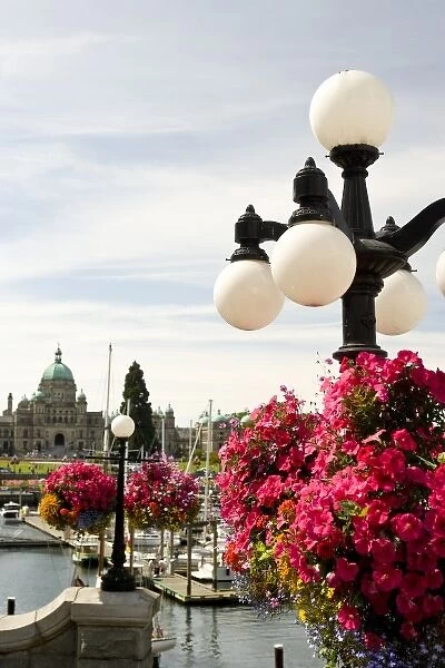 CANADA, British Columbia, Victoria. Hanging Flower Baskets