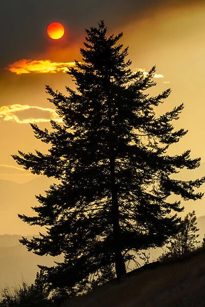 Canada, British Columbia. Wildfire smoke blankets sun and silhouetted tree