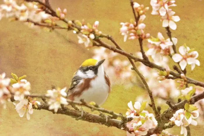 Framed Print : Canada. Chestnut-sided warbler bird in tree Framed Print : Canada. Chestnut-sided warbler bird in tree