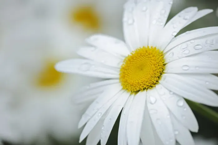 Framed Print : Canada. Close-up of dew on common daisy Framed Print : Canada. Close-up of dew on common daisy